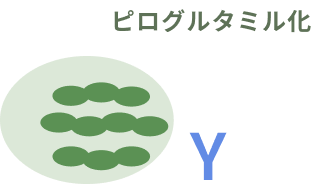 老人班（アミロイド班）